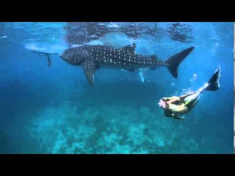 Youtube: Hannah Mermaid swims with Whale Sharks