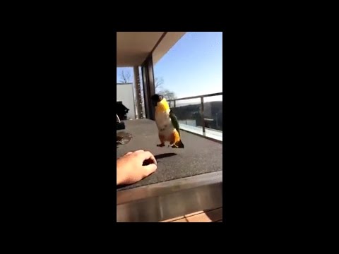 Youtube: The Incredible Dancing Irish Parrot