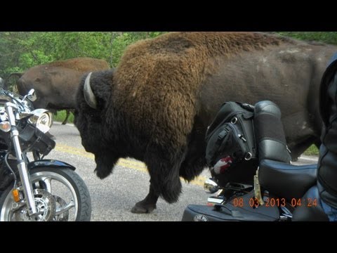 Youtube: Bison Stampede at Custer State Park