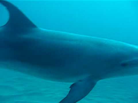 Youtube: Delphin Teneriffa Tauchen www.Guidos-Bubble-Club.de Hausriff Playa San Juan Delphintauchen