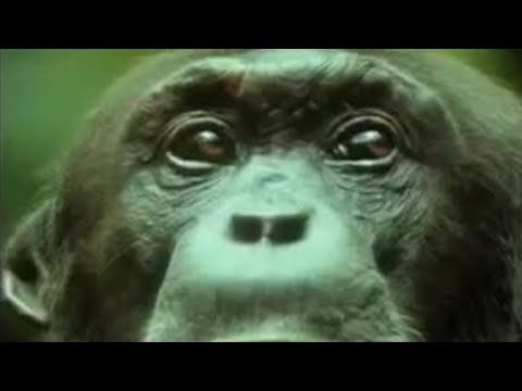 Youtube: Chimpanzees Team Up to Attack a Monkey in the Wild | BBC Studios