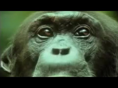 Youtube: Chimpanzees Team Up to Attack a Monkey in the Wild | BBC Studios