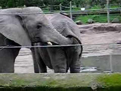 Youtube: Elephant Eats Poop
