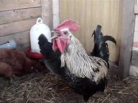 Youtube: Death Metal Rooster