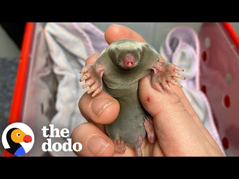 Youtube: Winziges Maulwurfbaby, das ein Gärtner gefunden hat, entwickelt sich zu einer echten Persönlichke...
