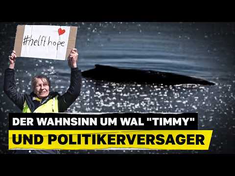 Youtube: Der Wahnsinn um Wal "Timmy" aka "Hope" und Politikerversager