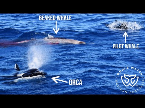 Youtube: Rare Sighting as Pilot Whales Interrupt Orca Hunt of a Strap-toothed Beaked Whale