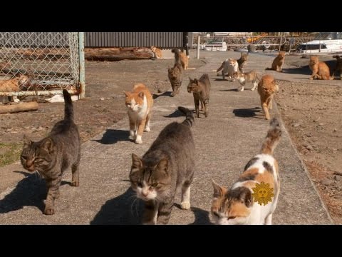 Youtube: Cats take over Japanese island