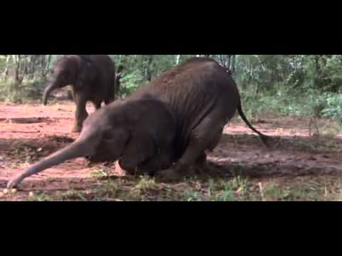 Youtube: African Animals Getting Drunk From Ripe Marula Fruit