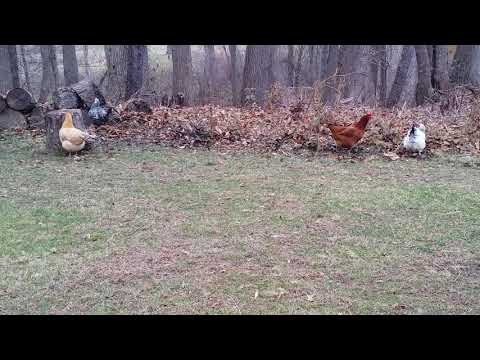 Youtube: CHICKENS HEAR HAWK! FREEZE!!!