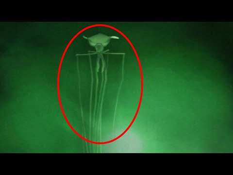 Youtube: Top 15 SCARY Mysterious Creatures Caught On Video