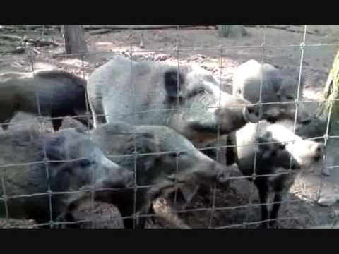 Youtube: quiekende Schweine