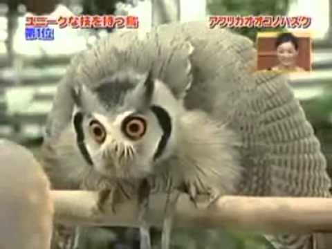 Youtube: Evil Owl