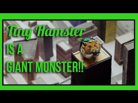 Youtube: Ep 7 - Tiny Hamster Turned Into a Giant Monster