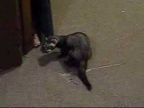 Youtube: Ferret stealing wireless mouse