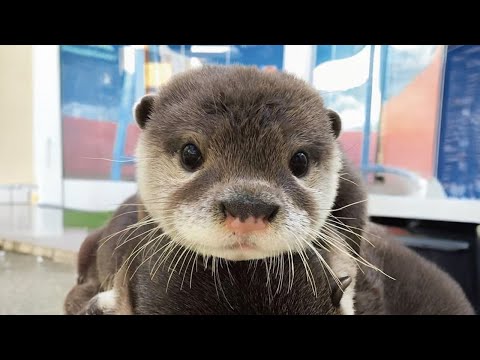 Youtube: CUTE Otters You’ll Instantly Fall In Love With 😂Cutest ANIMALS Video