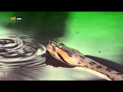 Youtube: Anakonda - Tödliche Riesenschlange im Amazonas-Regenwald in Guyana / Südamerika - ZDFinfo