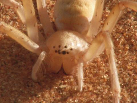 Youtube: Die rollende Sahara-Spinne