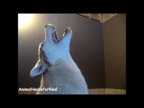 Youtube: Siberian Husky Howling Compilation