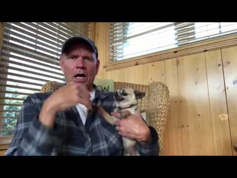 Youtube: Paul Rugg Relaxes By Petting His Dog, Lucky