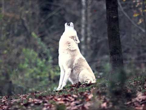 Youtube: Wolfsgeheul - zwei Wölfe