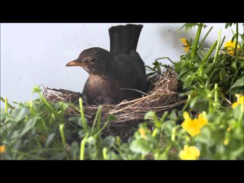 Youtube: Nestbau einer Amsel auf meinem Balkon
