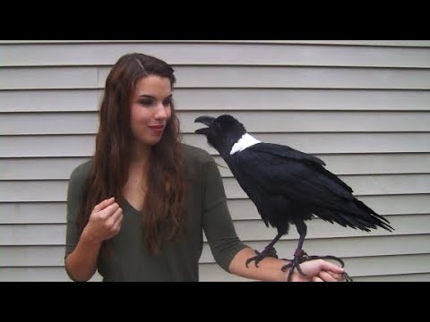 Youtube: Ravens can talk!