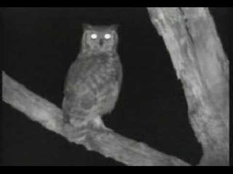 Youtube: SPOTTED-EAGLE OWL