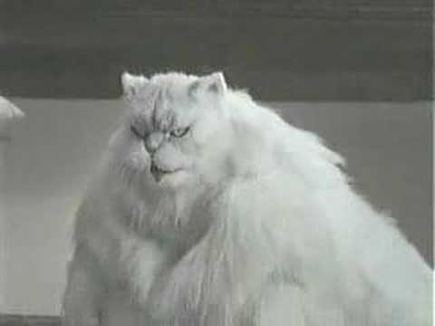 Youtube: Fette Katze