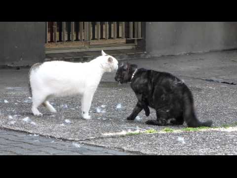 Youtube: Katzenkampf extrem 2011