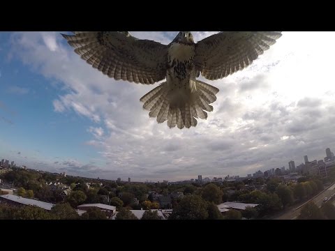 Youtube: Hawk vs. Drone! (Hawk Attacks Quadcopter)