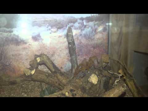 Youtube: Pterinochilus murinus spinnt :-)