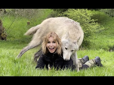 Youtube: I MEET A HUGE WHITE WOLF