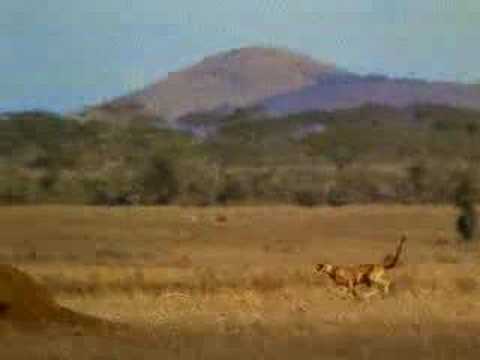 Youtube: Antilope - Gepard - Mensch