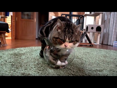 Youtube: 芸術的に入るねこ。-Maru gets into it artistically.-