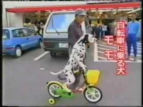 Youtube: Hund fährt Fahrrad