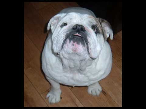 Youtube: British Bulldogs