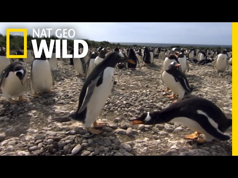 Youtube: A Penguin's Guide to Romance | Penguinpalooza