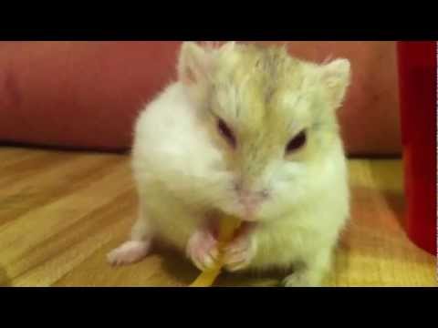 Youtube: Adorable Hamster Eating Pasta