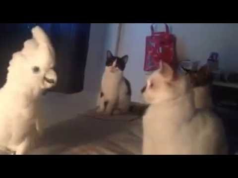 Youtube: Cockatoo Meows Like a Cat