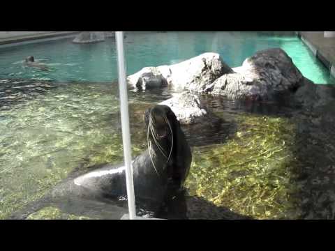 Youtube: Seal Screaming like a Man