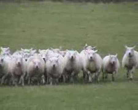 Youtube: The Working Sheepdog ( Border Collies ) in training Border collies in action