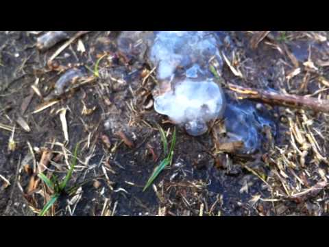 Youtube: Star Jelly found on Dartmoor (6/11/2010)