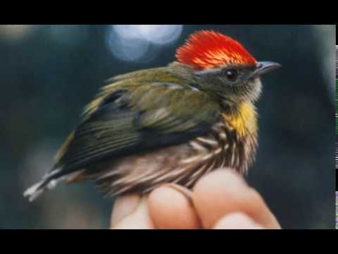 Youtube: Peru'da yeni bir kuş türü bulundu.