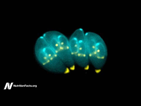 Youtube: Toxoplasmosis: A Manipulative Foodborne Brain Parasite