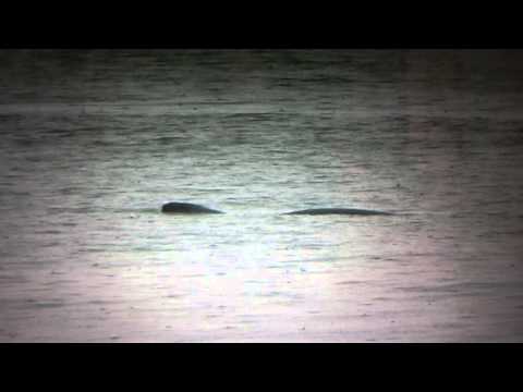 Youtube: Nessie in der Nordsee / Seeungeheuer vor Egmond aan Zee 2012 / Loch Ness Sea Monster North Sea