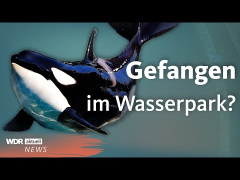 Youtube: Orcas und Delfine zurückgelassen: Aufnahmen aus Marineland in Frankreich | WDR Aktuelle Stunde