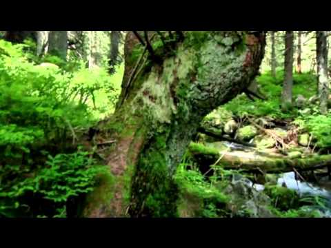 Youtube: Faun - Gaia ( Totem )