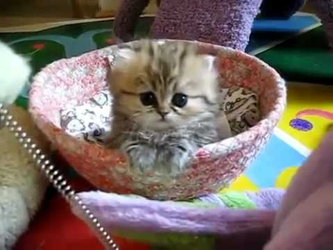 Youtube: The Cutest Kitten I Ever Seen <i class=