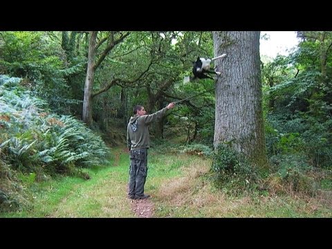 Youtube: Neo: The Parkour Collie Dog